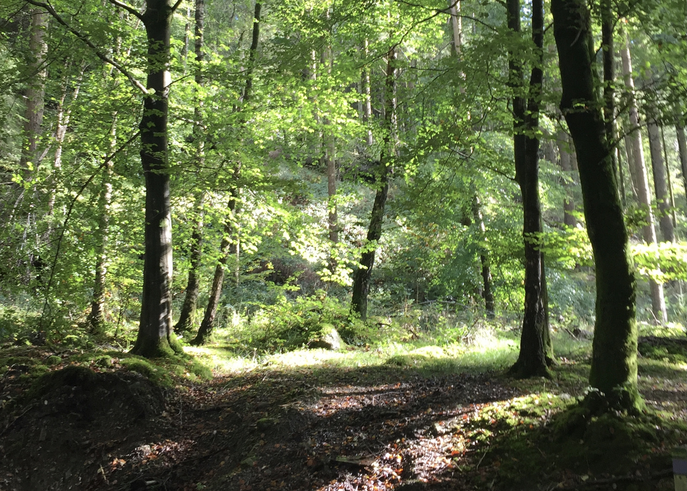 Beutify forest image showing a path and the trees light up by sunlight.