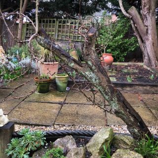 A pear tree in winter having been badly damaged by the fall of a conifer tree branch during a storm.