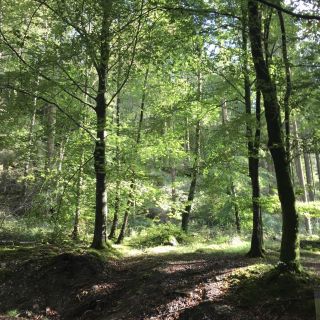Path way through the woods in early summer with the leaves light up with bright sunlight